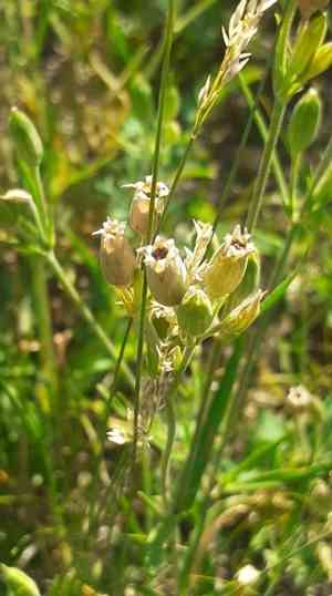 Silene aprica(Silene aprica)