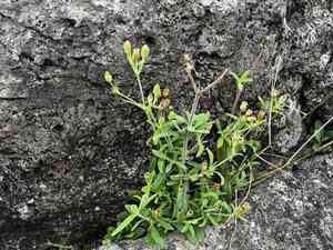 Silene aprica(Silene aprica)