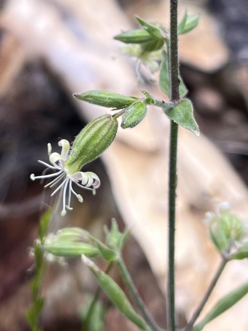 Bridges' catchfly (Silene bridgesii) Care Guide: Pests, Diseases ...