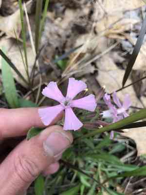 Sticky catchfly(Silene caroliniana)