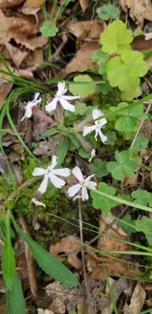 Sticky catchfly(Silene caroliniana)