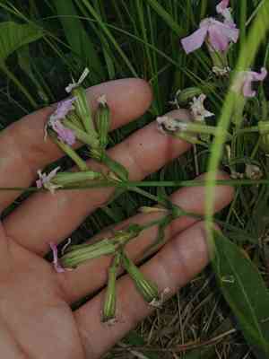 Sticky catchfly(Silene caroliniana)
