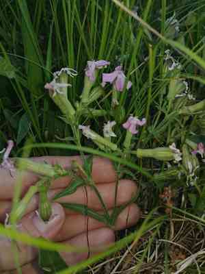 Sticky catchfly(Silene caroliniana)