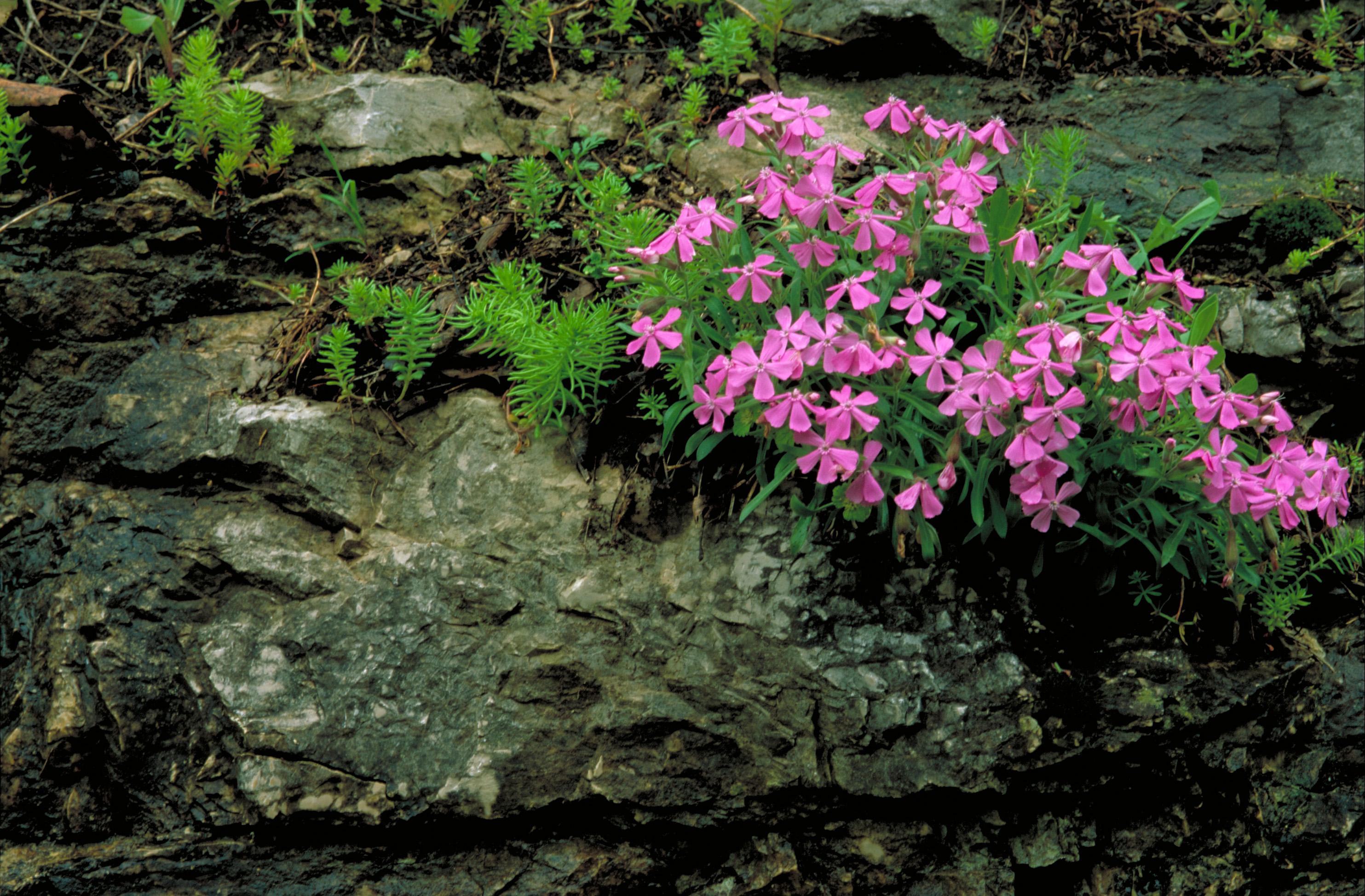 Sticky catchfly (Silene caroliniana) Care Guide: Pests, Diseases ...