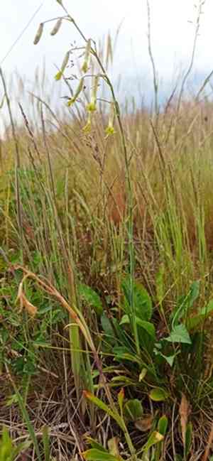 Yellowgreen catchfly(Silene chlorantha)