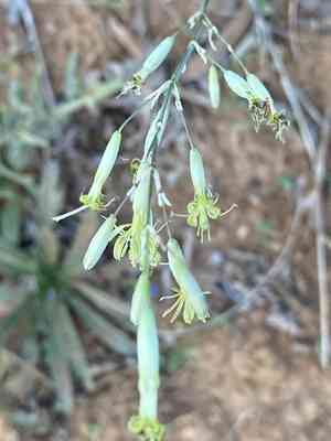 Yellowgreen catchfly(Silene chlorantha)