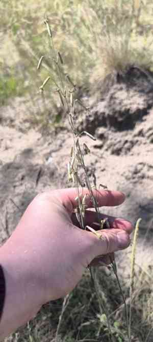 Yellowgreen catchfly(Silene chlorantha)