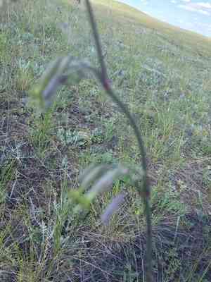 Yellowgreen catchfly(Silene chlorantha)