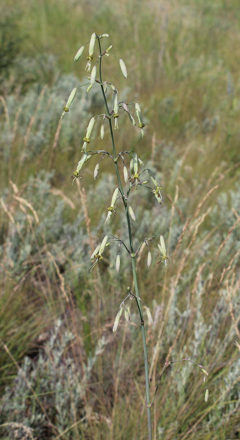 Roundleaf Catchfly Yellowgreen catchfly (Silene chlorantha) Care Guide: Pests, Diseases ...