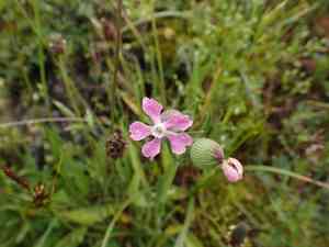 Sand catchfly(Silene conica)