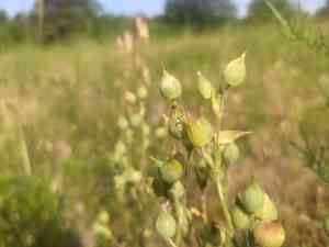 Sand catchfly(Silene conica)