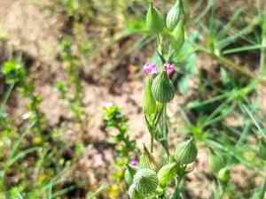 Sand catchfly(Silene conica)