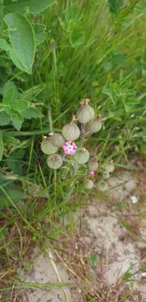 Sand catchfly(Silene conica)