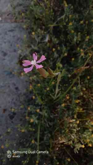 Weed silene(Silene conoidea)