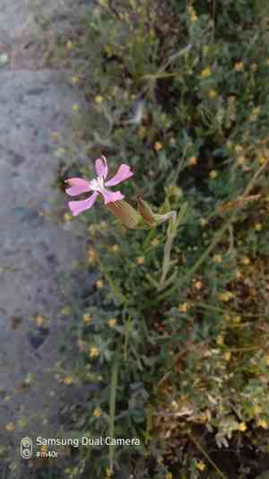 Weed silene(Silene conoidea)
