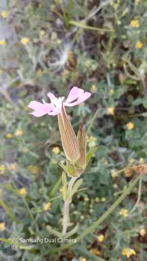 Weed silene(Silene conoidea)