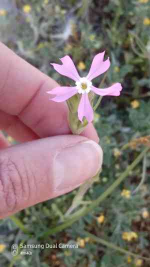 Weed silene(Silene conoidea)