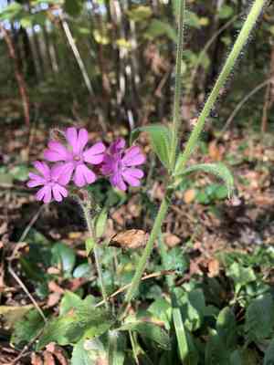 Red campion(Silene dioica)