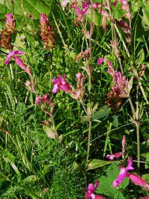Red campion(Silene dioica)