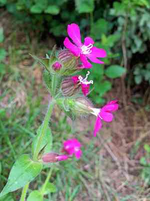 Red campion(Silene dioica)