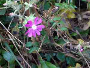 Red campion(Silene dioica)