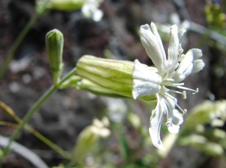 Douglas's catchfly (Silene douglasii) Care Guide: Pests, Diseases ...