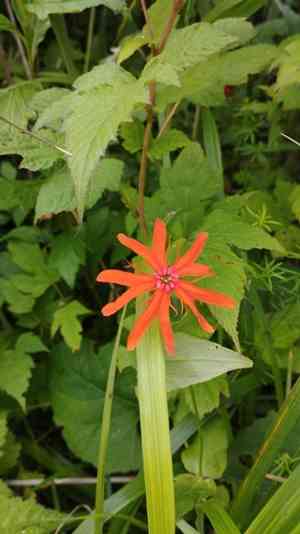 Brilliant campion(Silene fulgens)
