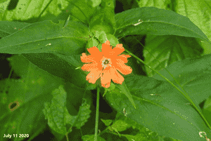 Brilliant campion(Silene fulgens)