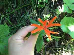 Brilliant campion(Silene fulgens)