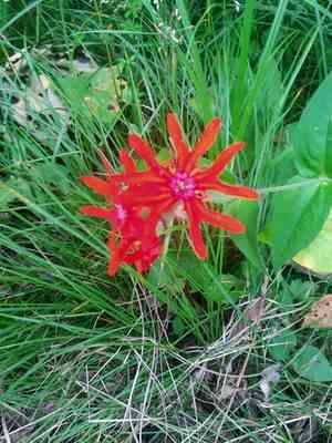 Brilliant campion(Silene fulgens)
