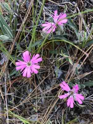Hooker's silene(Silene hookeri)