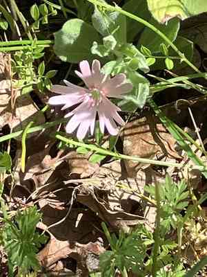 Hooker's silene(Silene hookeri)