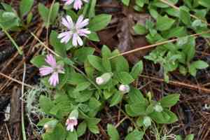 Hooker's silene(Silene hookeri)