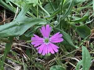 Hooker's silene(Silene hookeri)