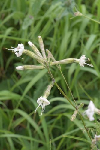 Italian catchfly (Silene italica) Care Guide: Pests, Diseases, Watering ...