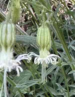 Lemmon's catchfly(Silene lemmonii)