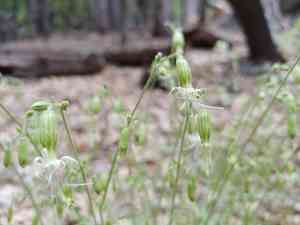 Lemmon's catchfly(Silene lemmonii)