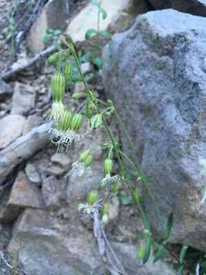 Lemmon's catchfly(Silene lemmonii)