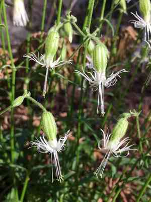 Lemmon's catchfly(Silene lemmonii)