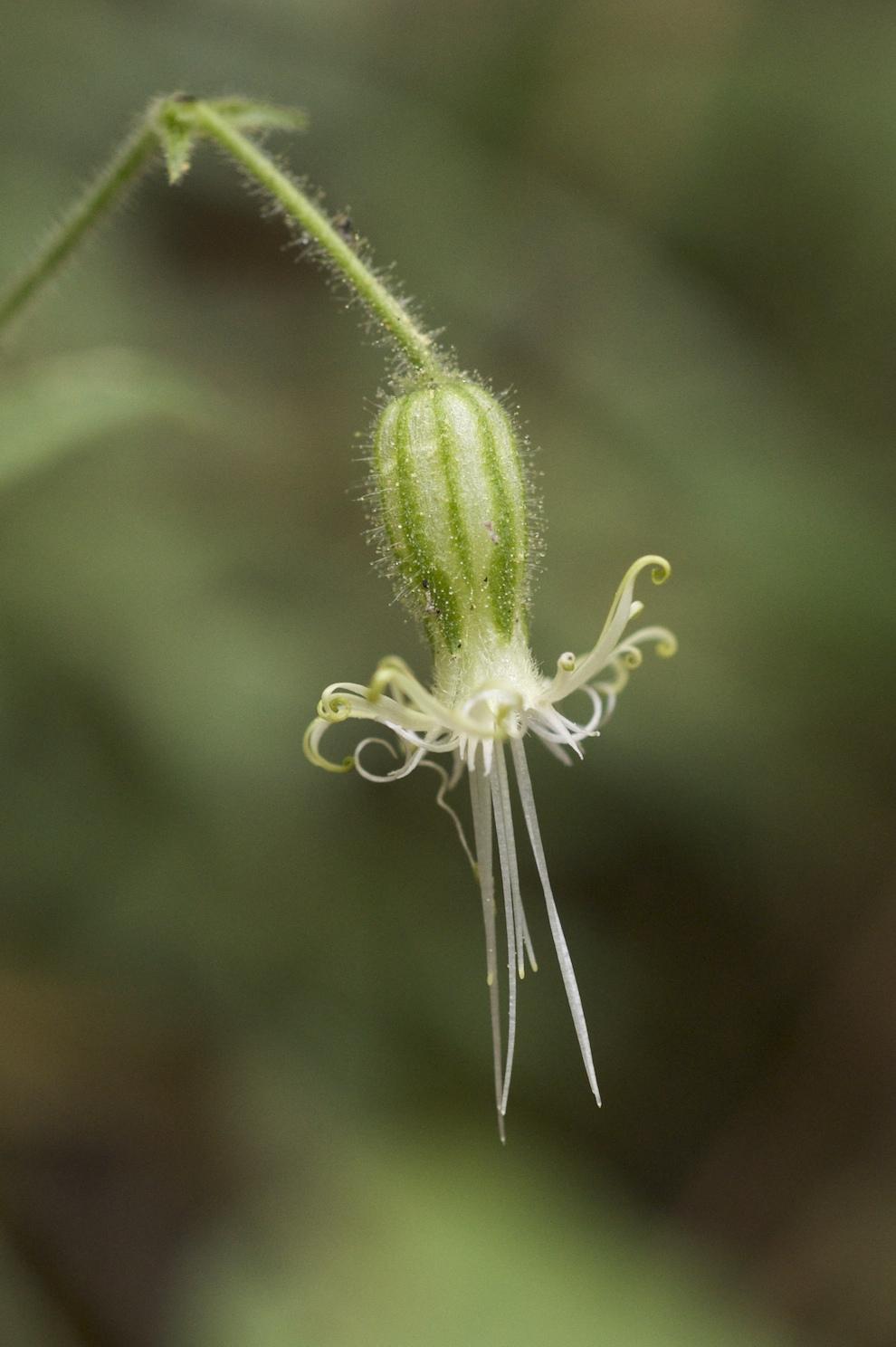 Lemmon's catchfly (Silene lemmonii) Care Guide: Pests, Diseases ...