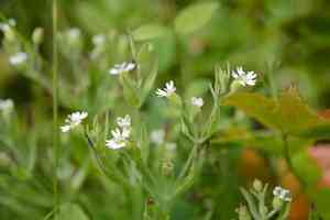 Menzies' campion(Silene menziesii)