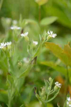 Menzies' campion(Silene menziesii)