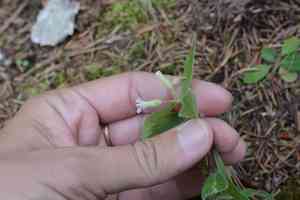 Menzies' campion(Silene menziesii)