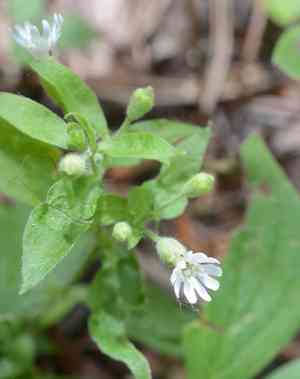Menzies' campion(Silene menziesii)