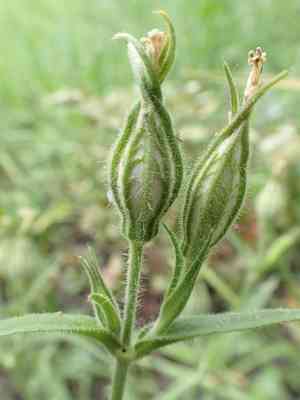 Nightflowering silene(Silene noctiflora)