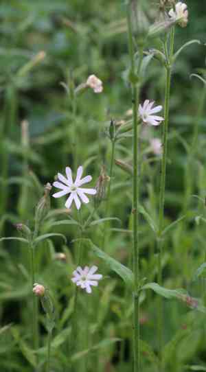 Nightflowering silene(Silene noctiflora)