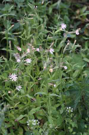 Nightflowering silene(Silene noctiflora)