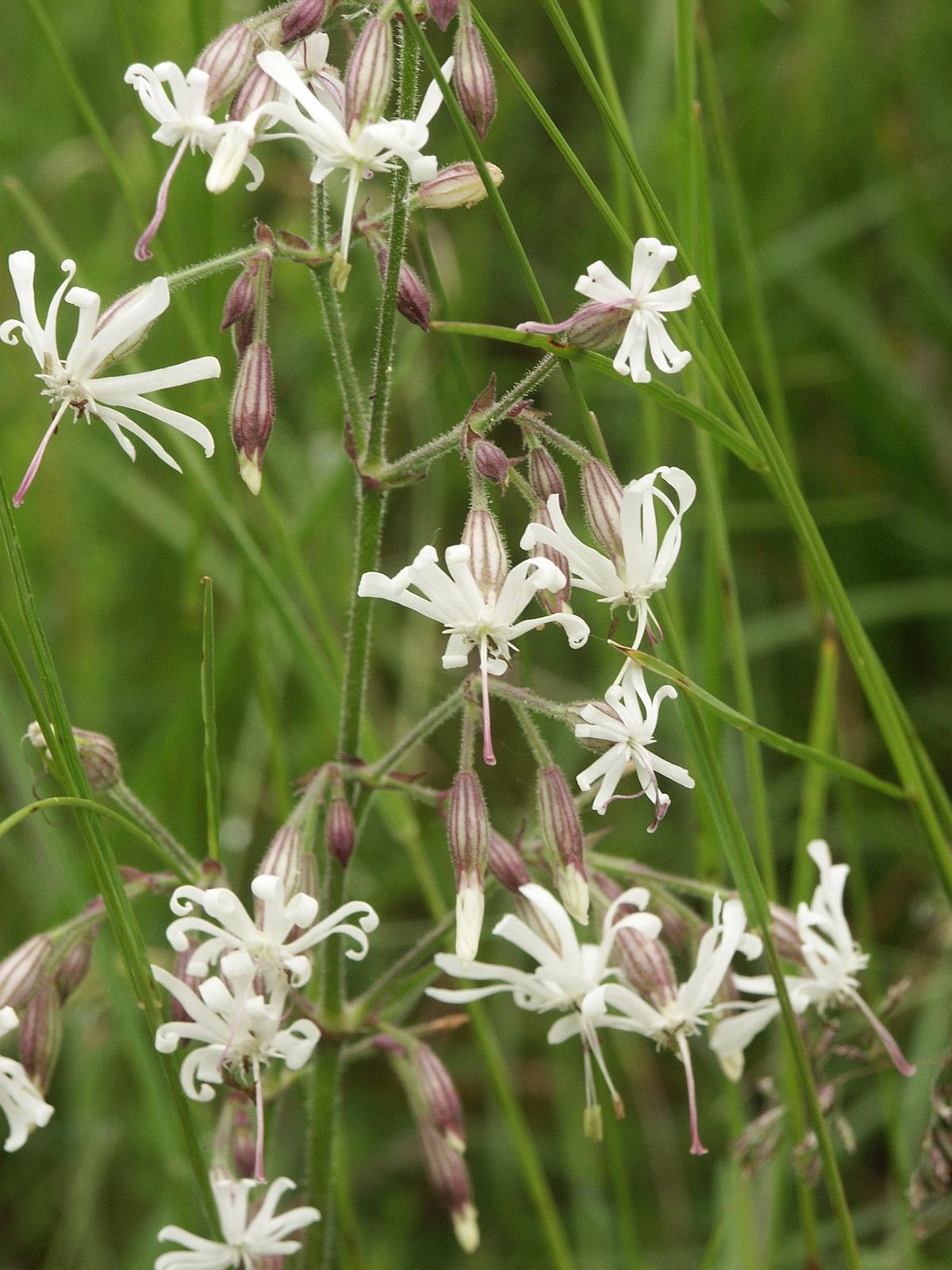 Roundleaf Catchfly Eurasian catchfly (Silene nutans) Care Guide: Pests, Diseases, Watering ...