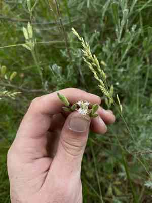 Oregon silene(Silene oregana)