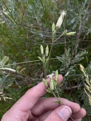 Oregon silene(Silene oregana)
